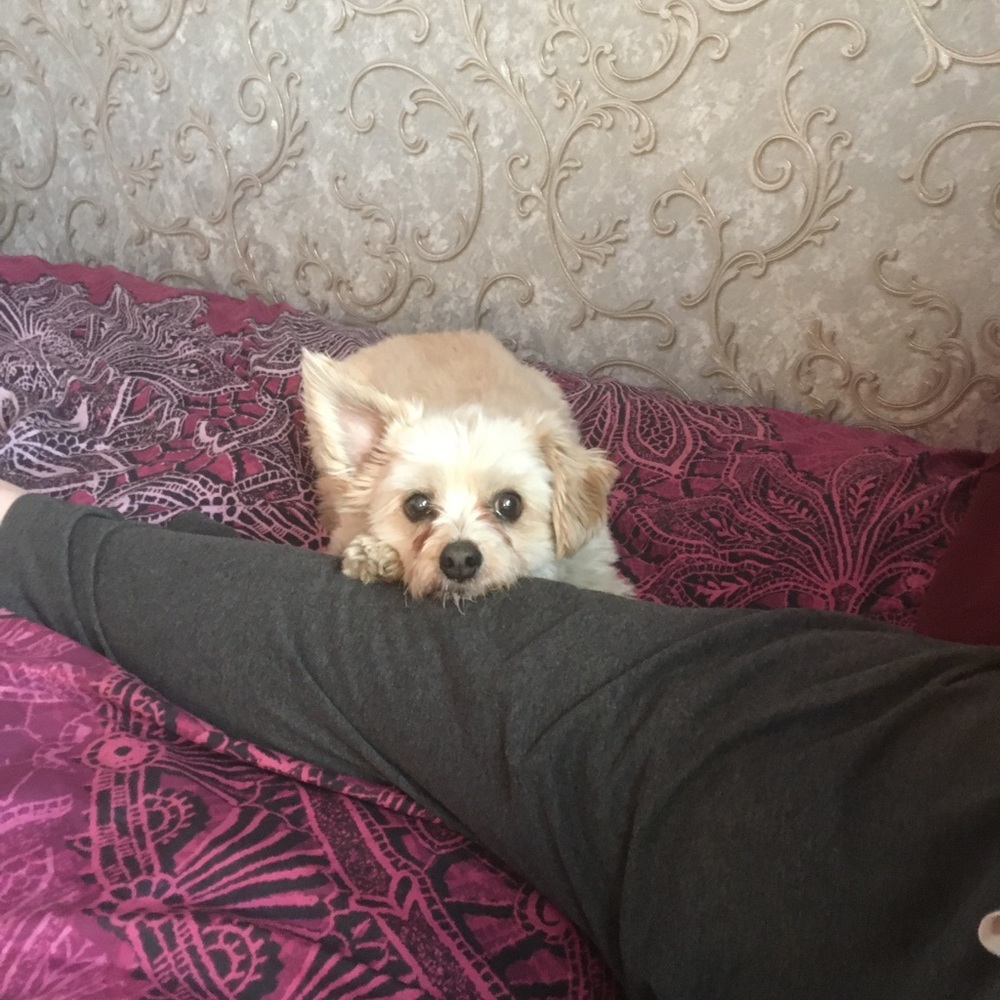 Meet your Posher, Luna